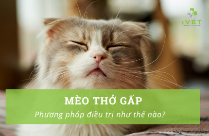 Mèo thở gấp: Nguyên nhân và phương pháp điều trị hiệu quả